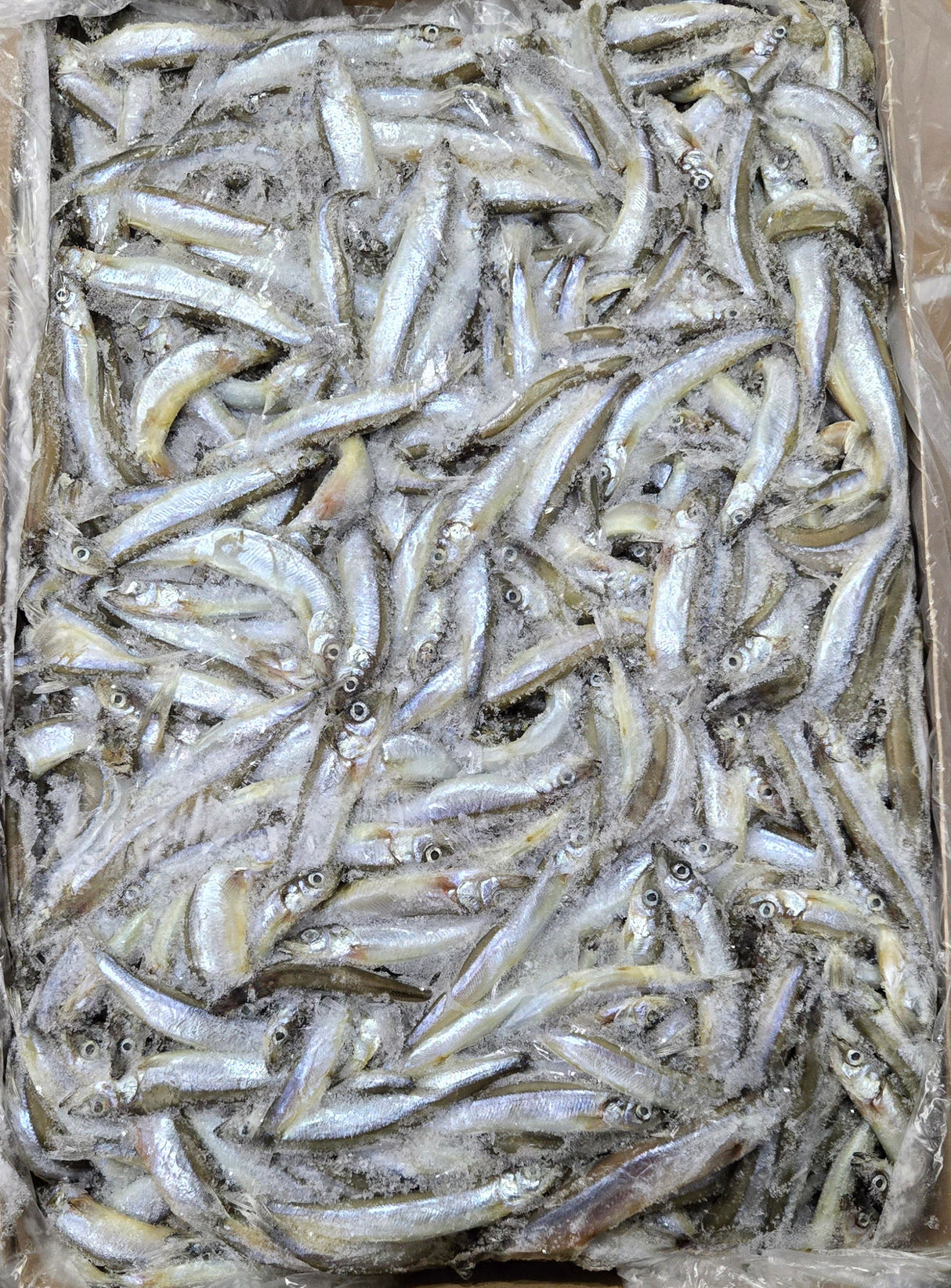 [Fish] Capelin Fish