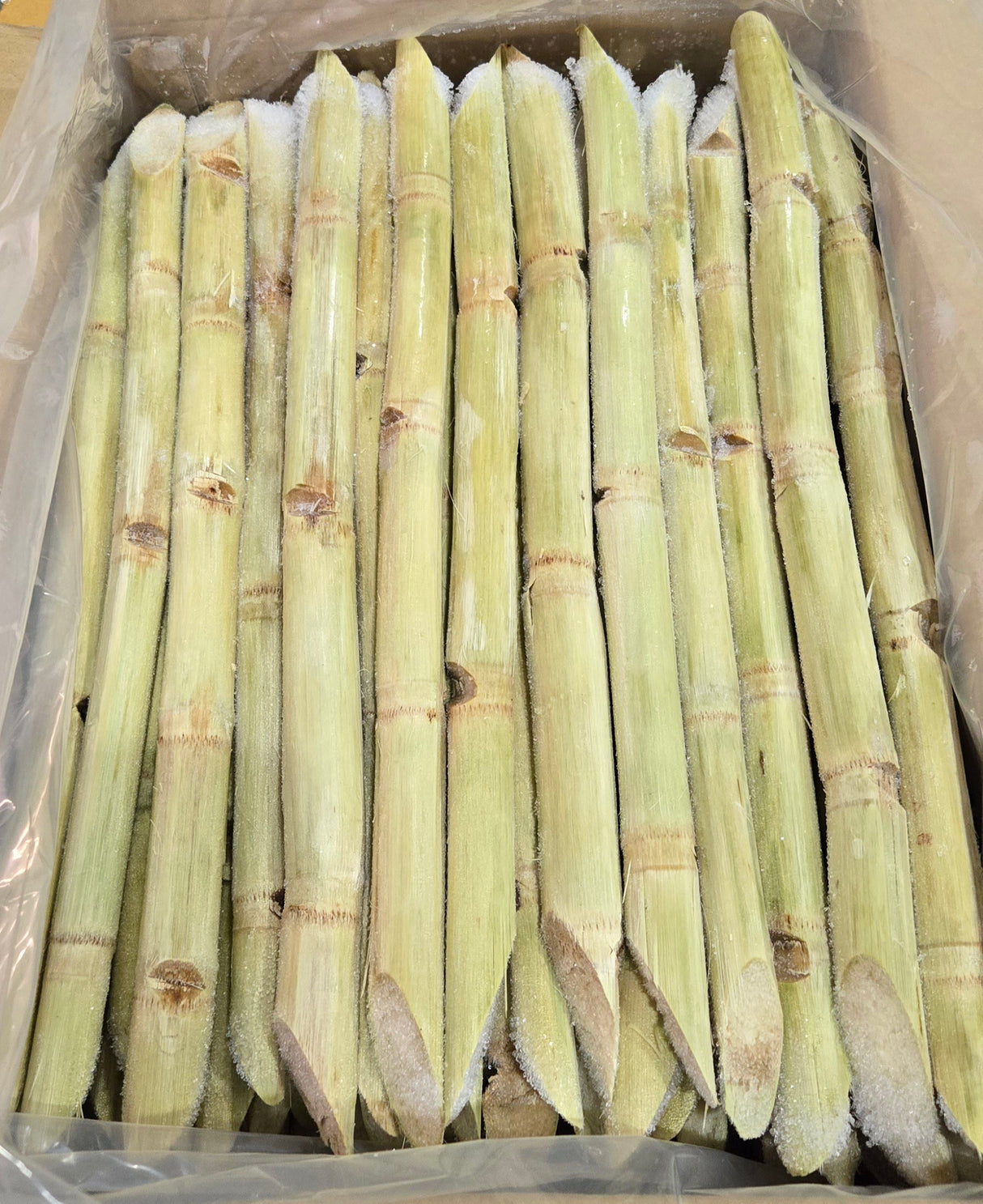 [FZ] Frozen Sugar Cane