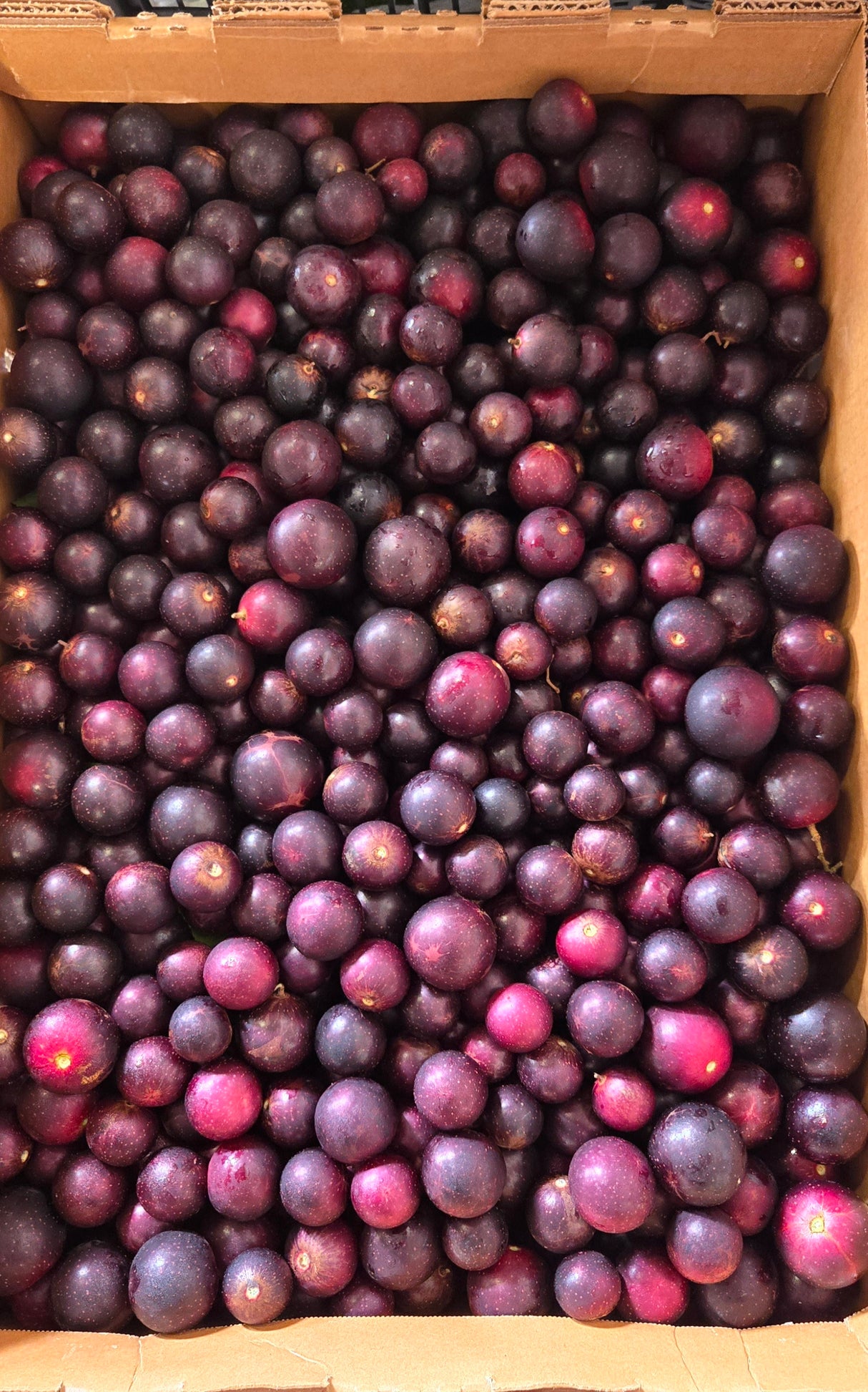 [F] Muscadine Black Grape