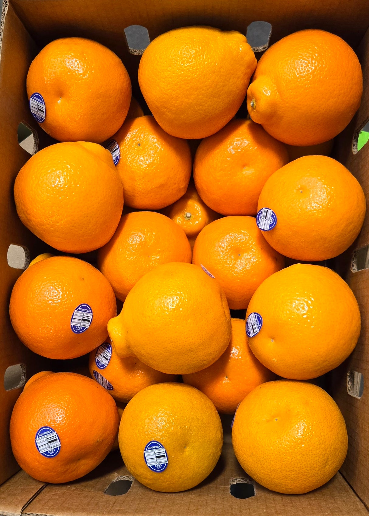 [F] Minneola 5X