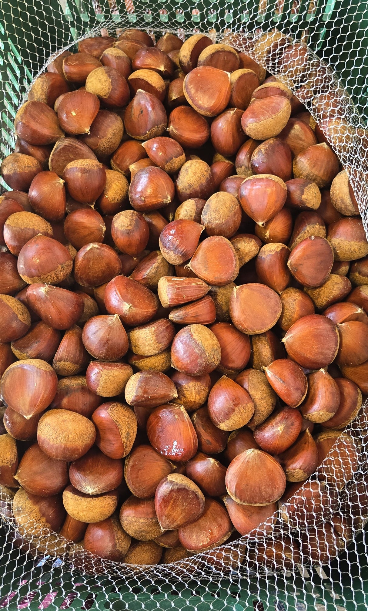 [F] Korean Chestnut