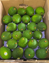 Hass Avocado