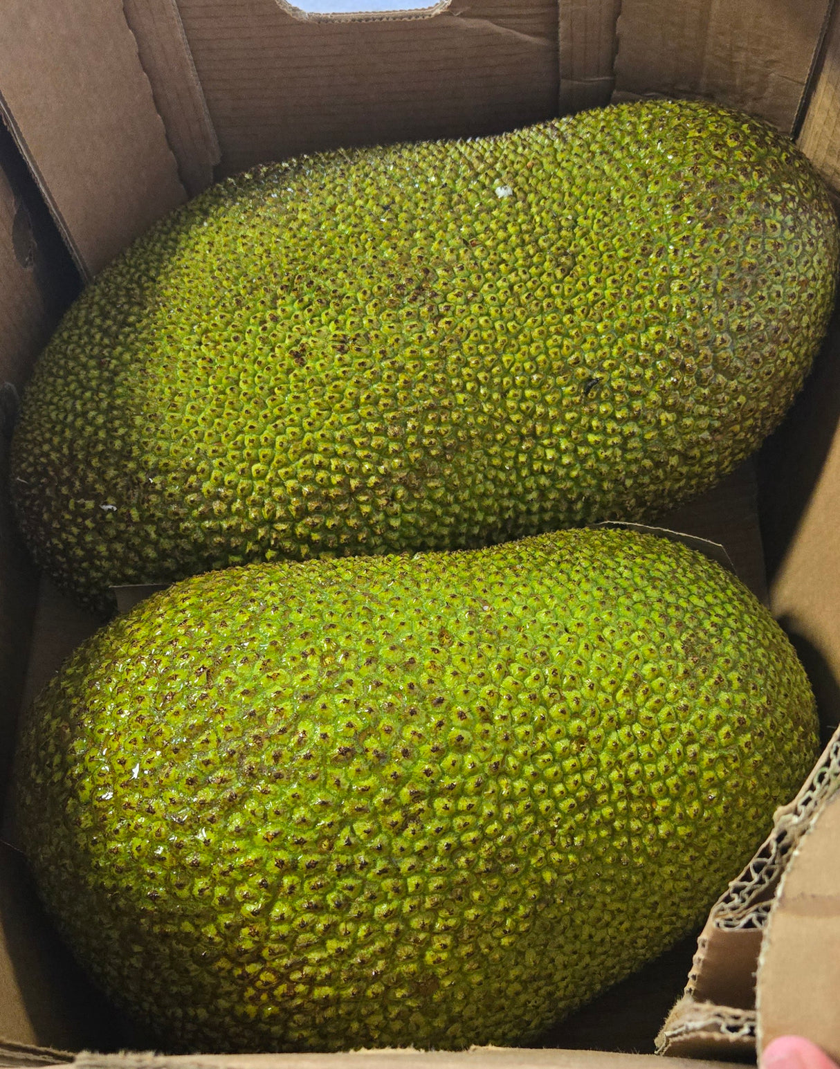 [F] JACKFRUIT