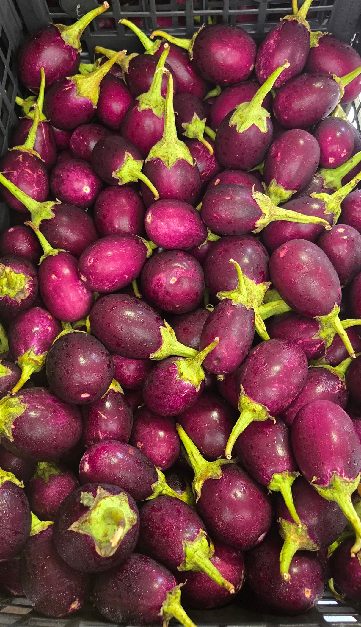 [V] INDIAN EGGPLANT