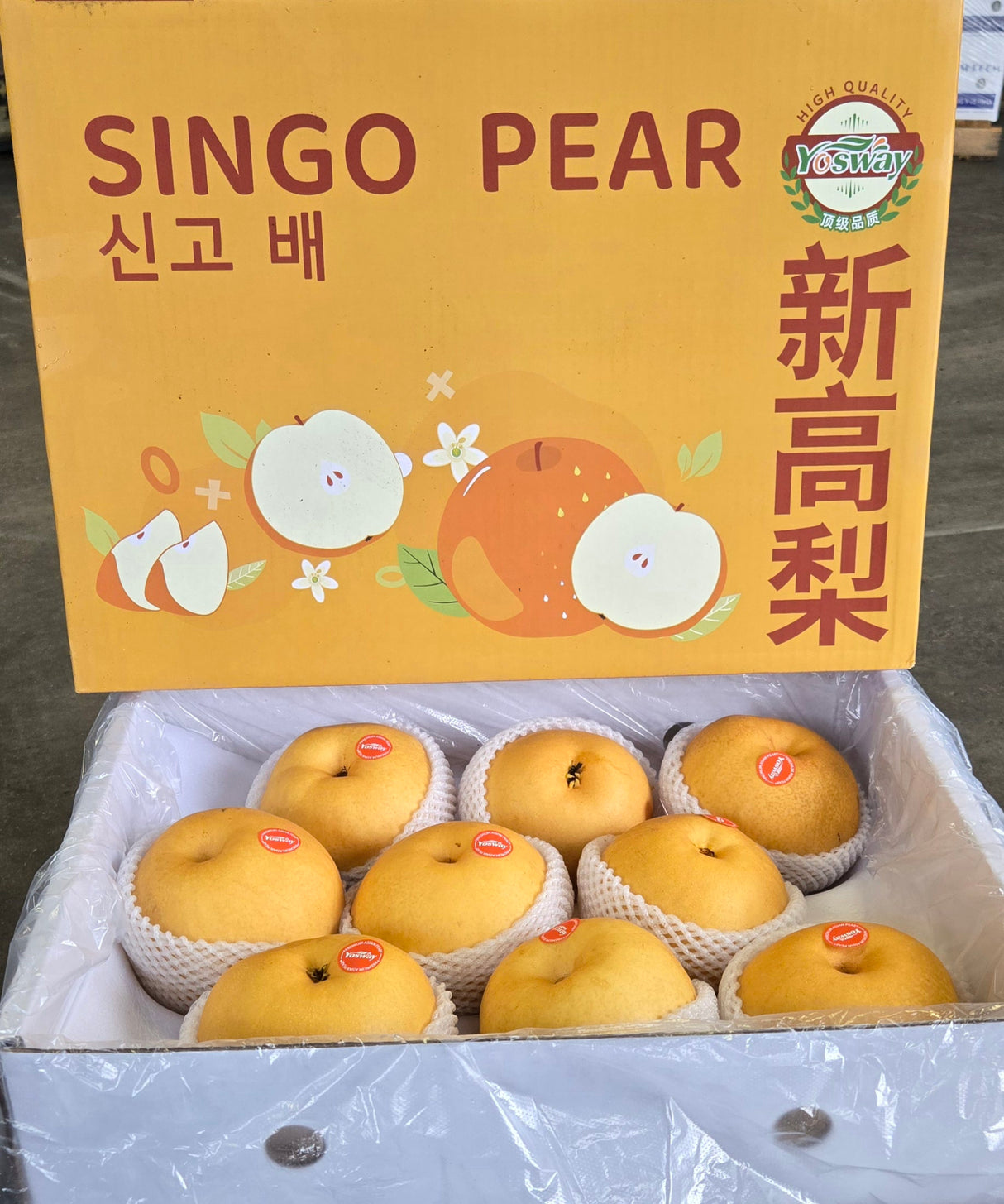 [F] ASIAN SINGO PEAR