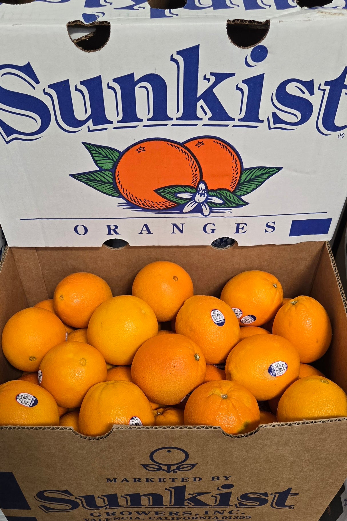 [F] SUNKIST - ORANGE