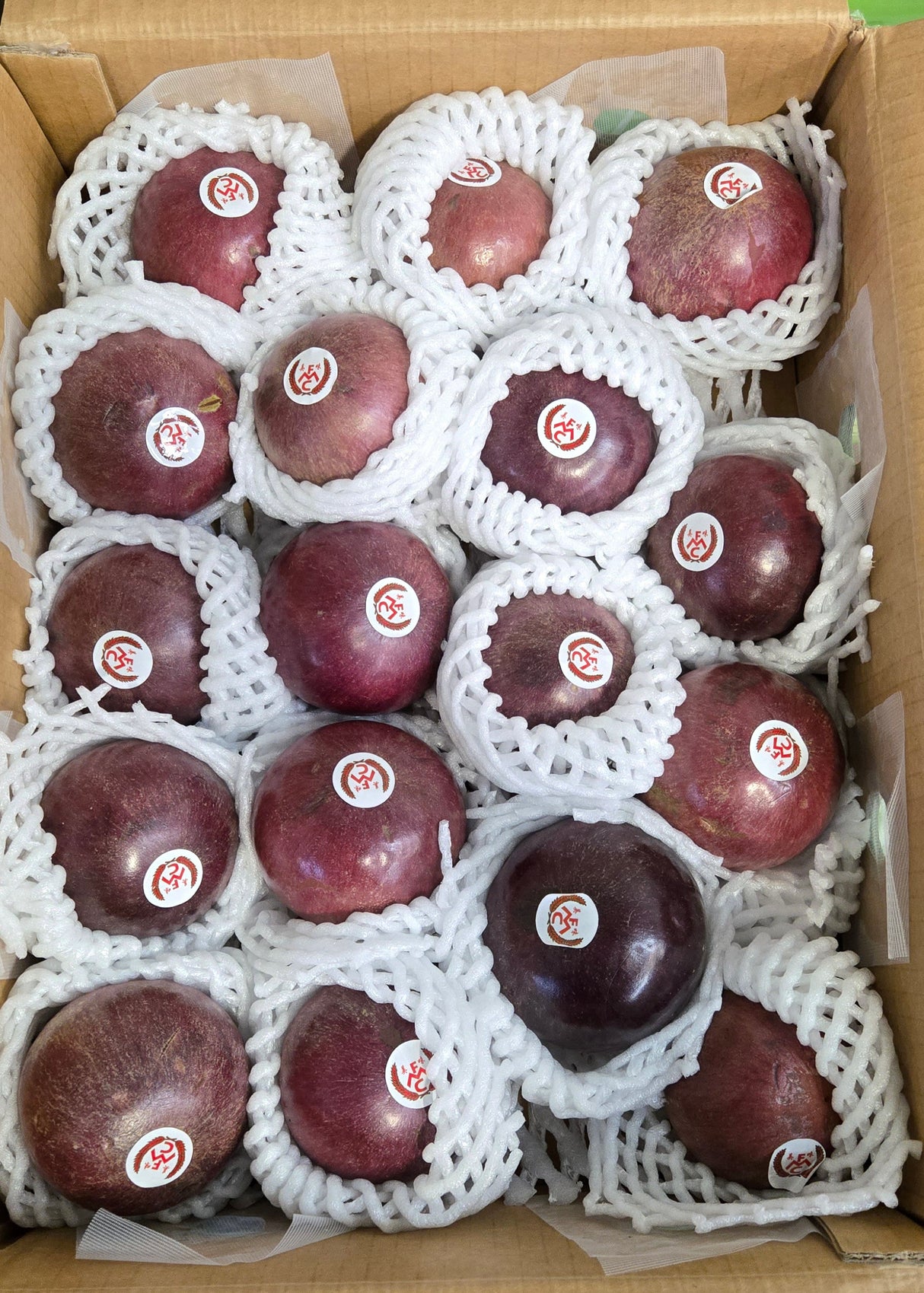 [F] PURPLE STAR APPLES