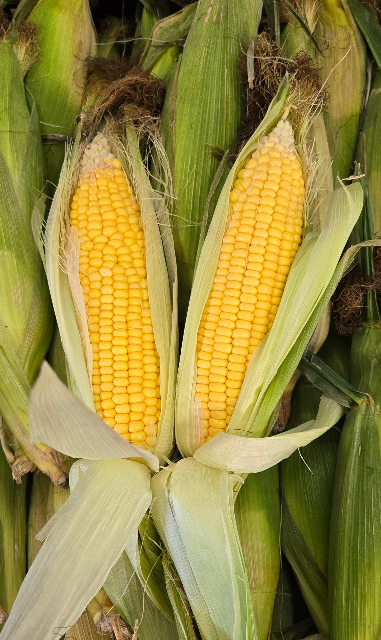 [F] FRESH SWEET CORN