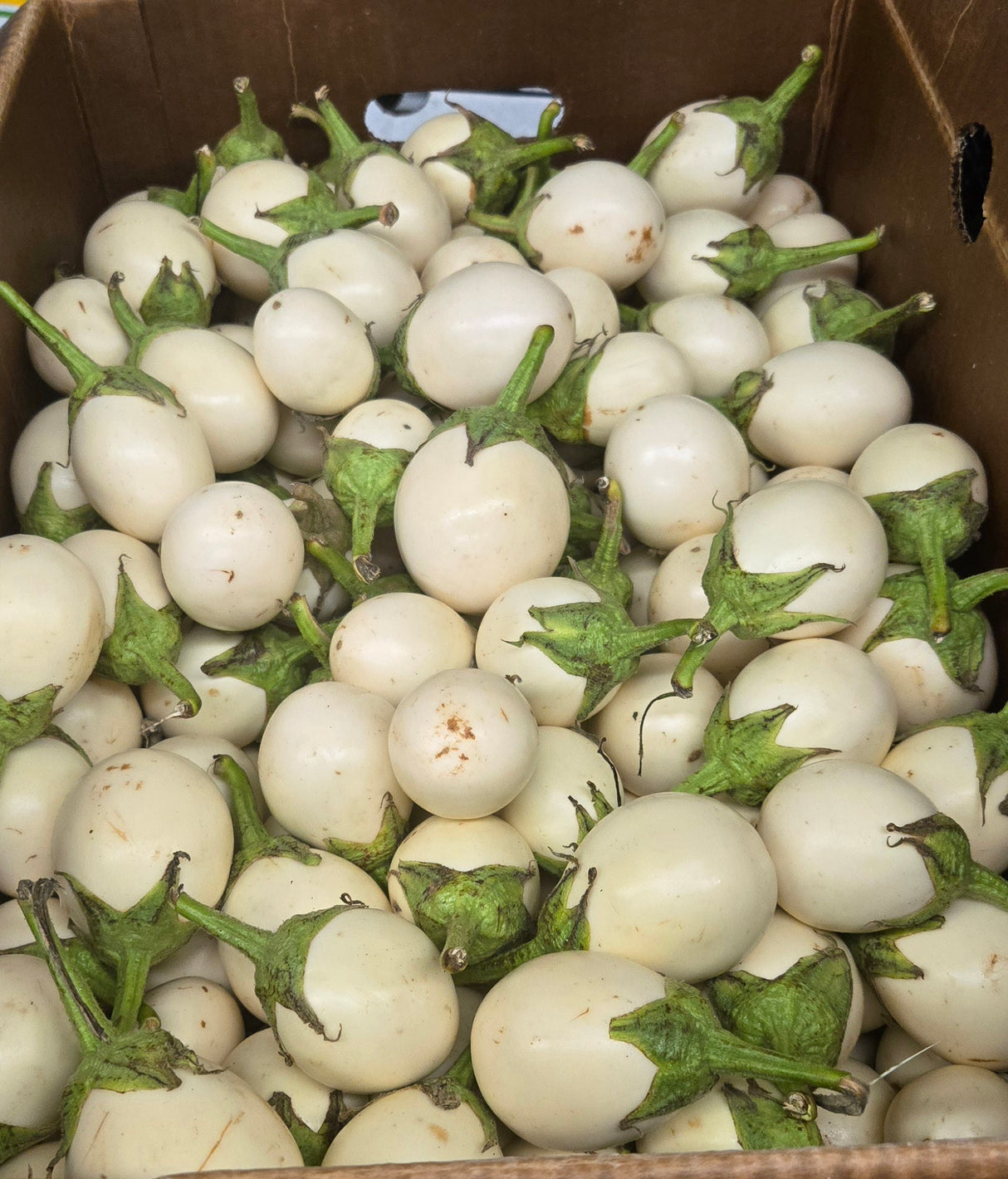 [V] WHITE THAI EGGPLANT