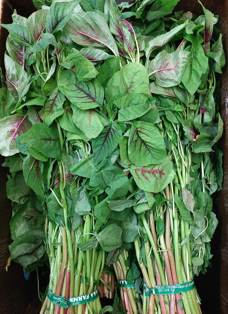 Red Amaranth