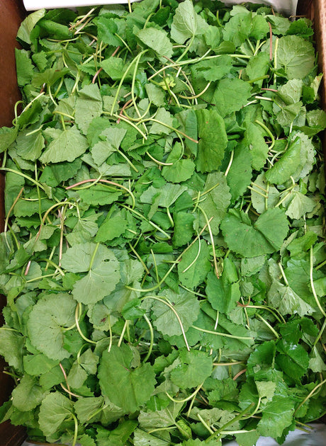 Pennywort