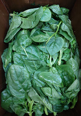 Malabar Spinach