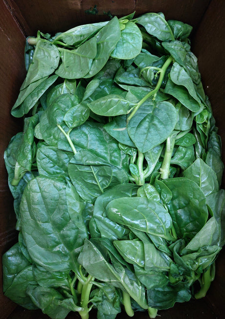 Malabar Spinach