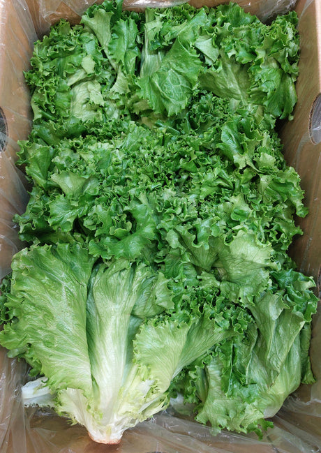 Green Leaf