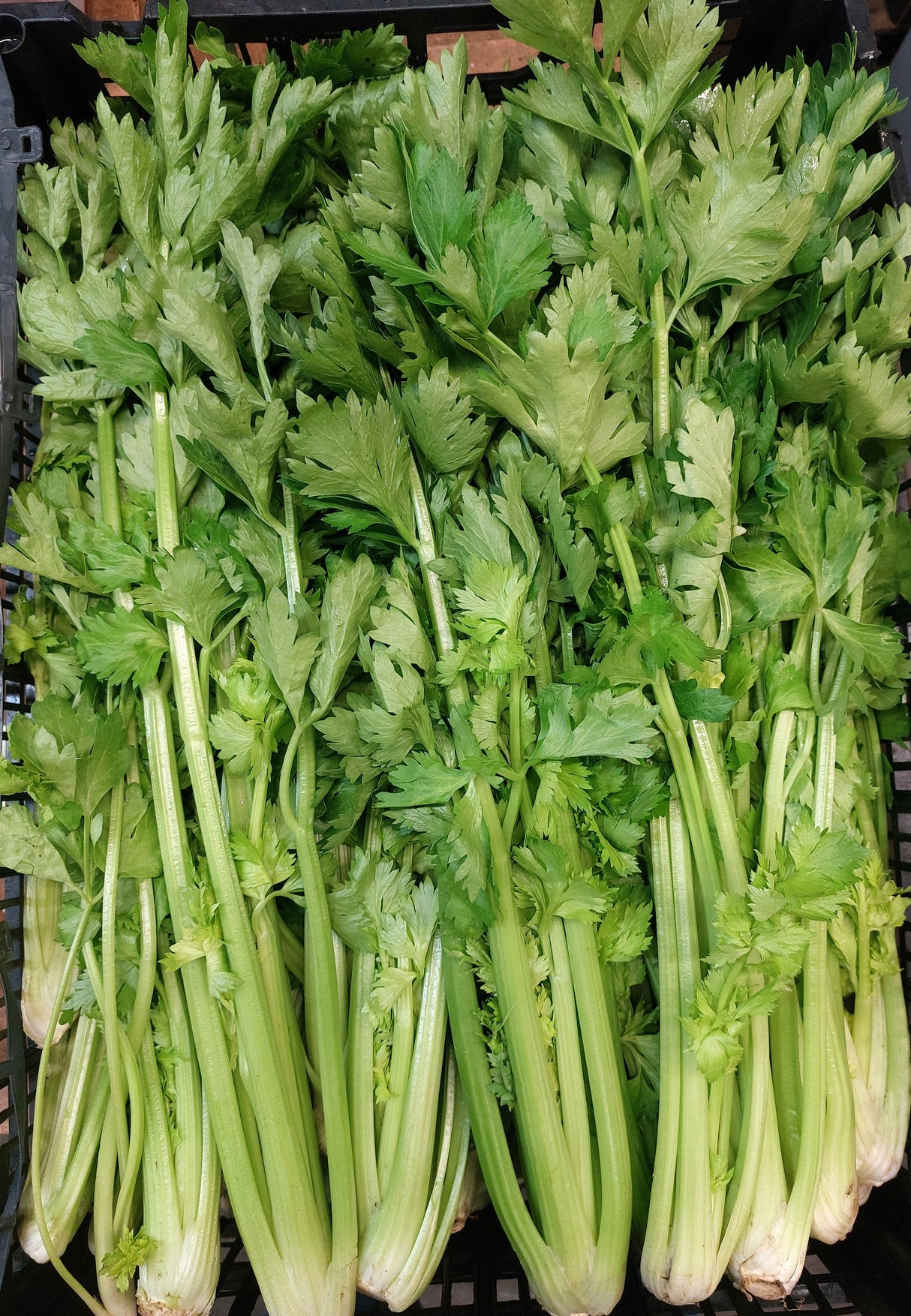 Chinese Celery