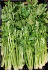 Chinese Celery