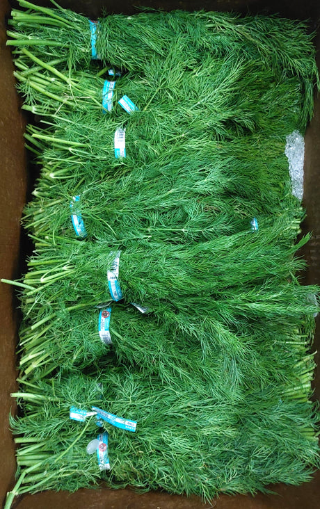 Dill