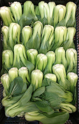 Shanghai Bokchoy