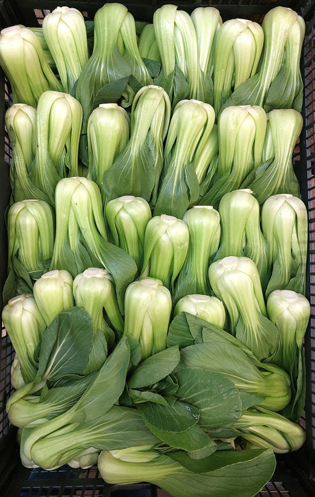 Shanghai Bokchoy