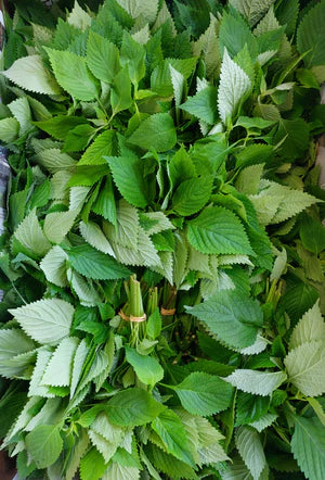 [Herbs] Vietnamese Balm Herbs