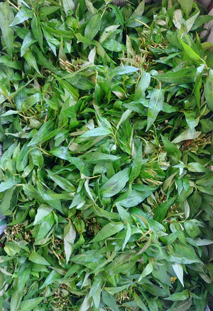 [Herbs] Vietnamese Coriander Herbs