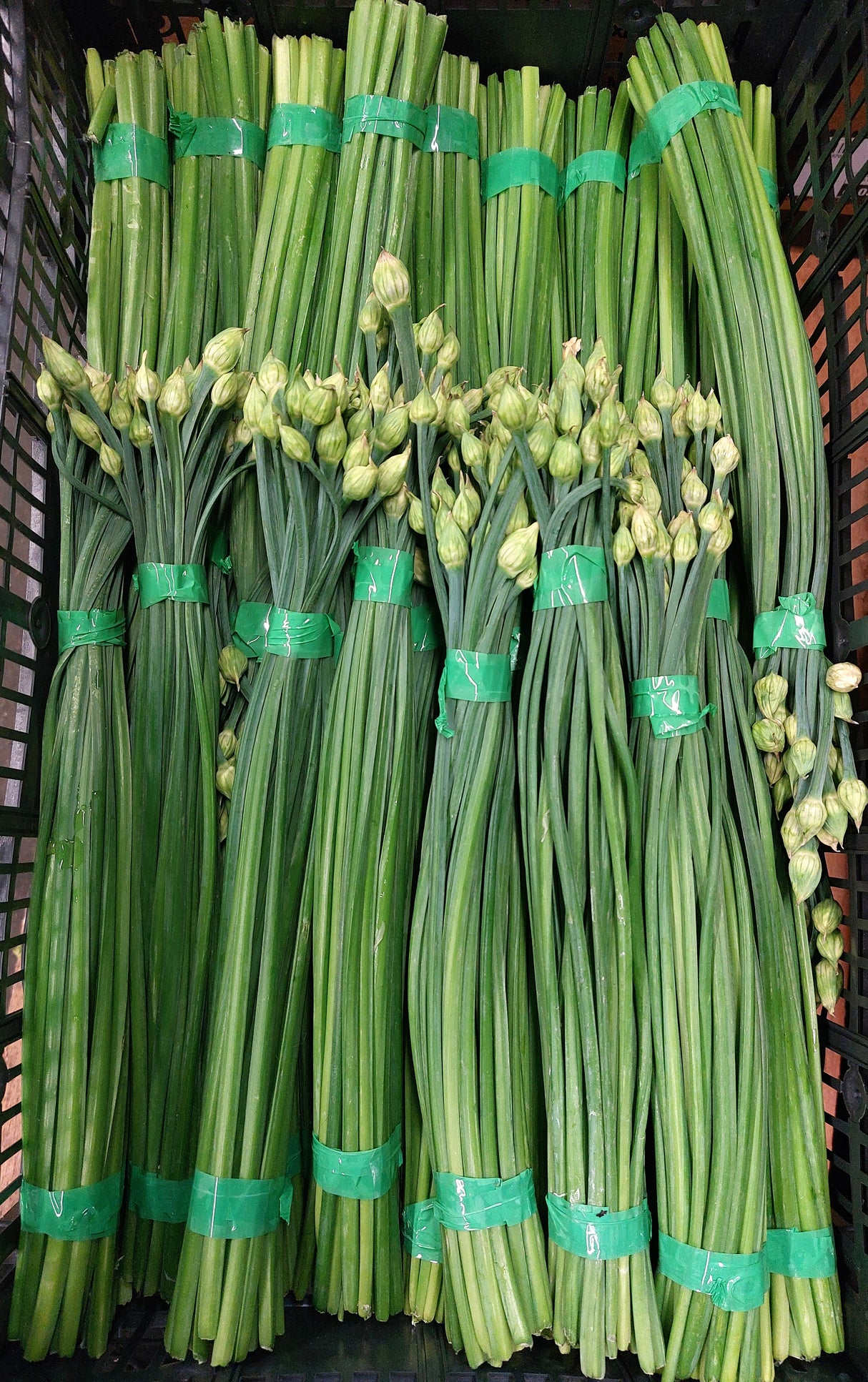 Chive Flower