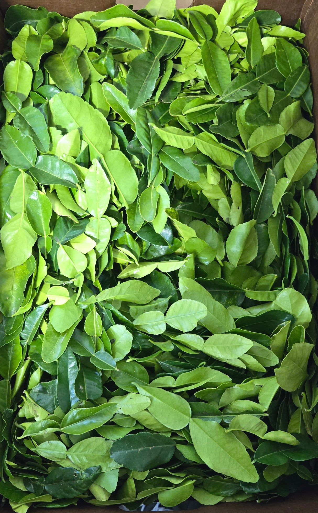 [Herbs] Lime Leaves