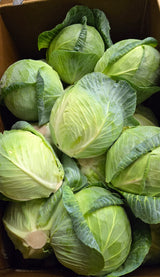 Cabbage