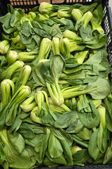 Shanghai Bokchoy Tip