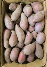 Japanese Yam