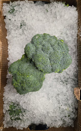 Broccoli