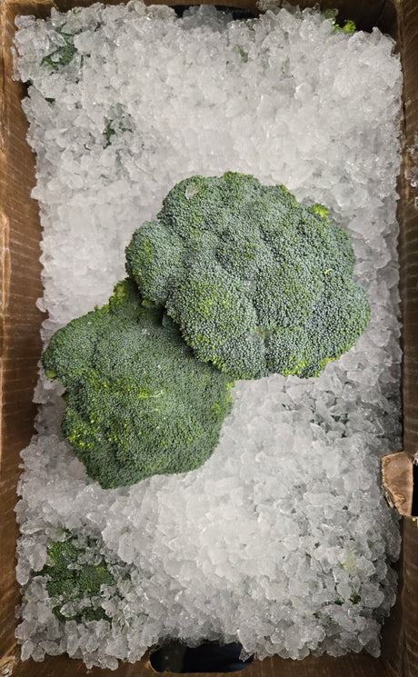 Broccoli