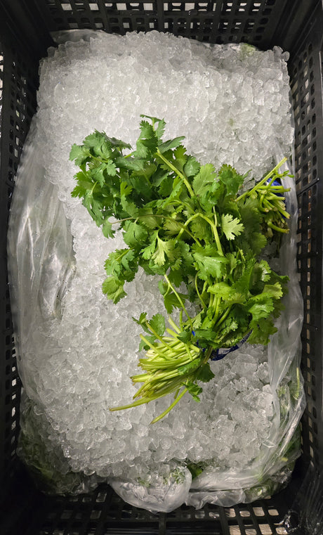 Cilantro