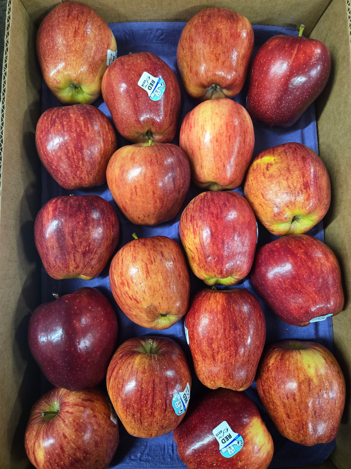 Red Delicious Washington Apple Xtra Fancy