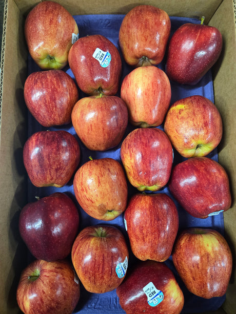 Red Delicious Washington Apple Xtra Fancy