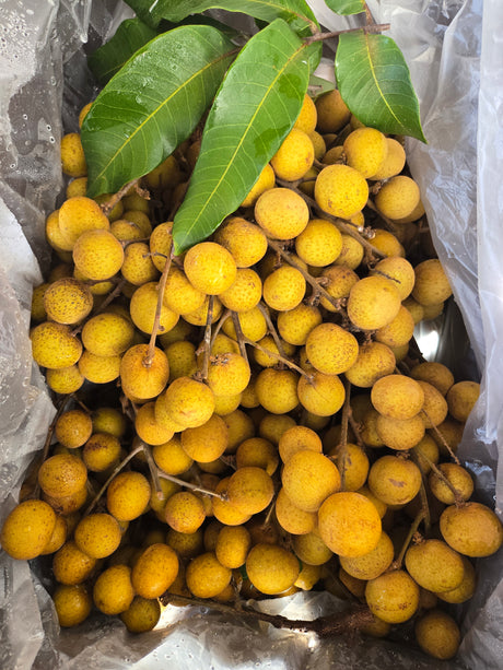 Longan