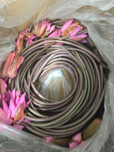 Water Lily