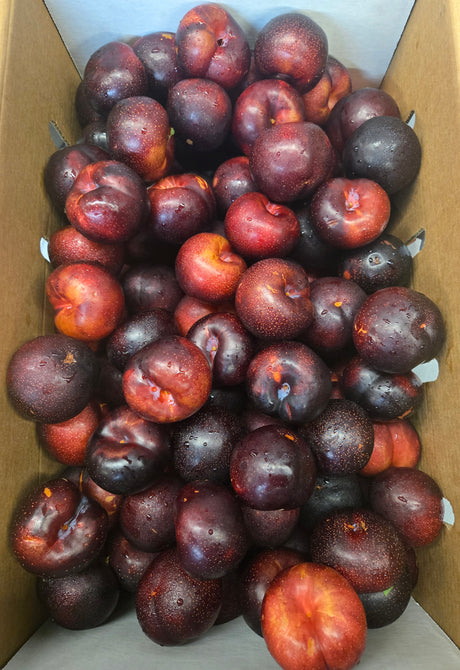 Ebony Sweet Black Plum
