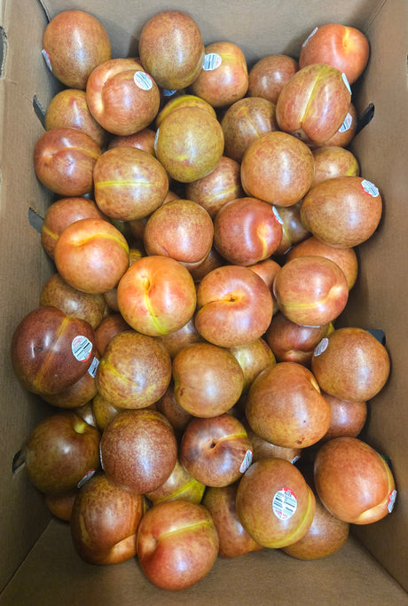 Dappla Fire Pluot ( Dino Plum)