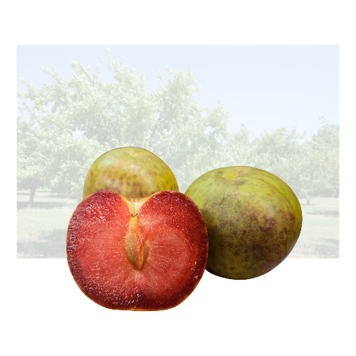 Mott Plumcot (Red Meat)