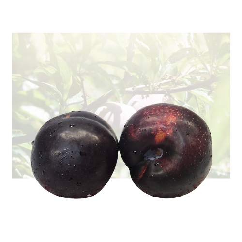 Ebony Sweet Black Plum