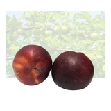 Red Onyx Plum