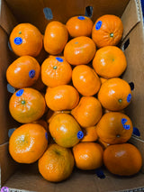 Murcott Mandarine