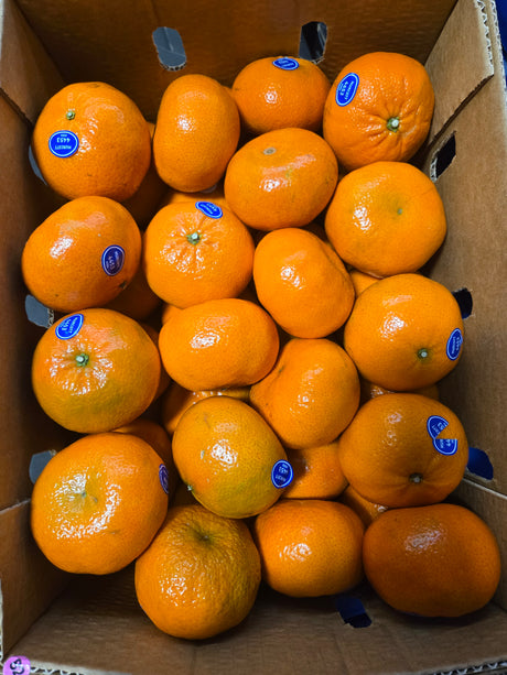 Murcott Mandarine