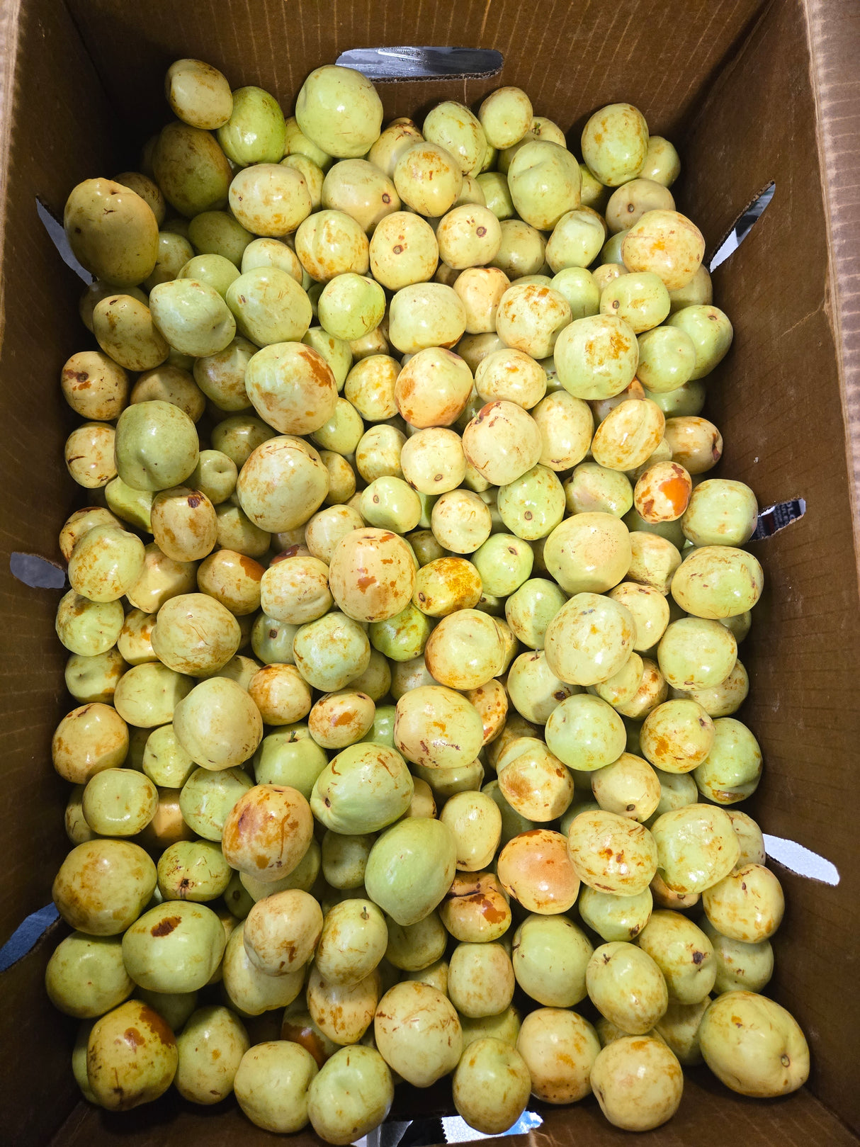 Round Jujube