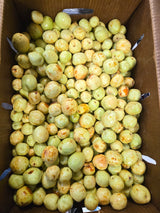 Round Jujube