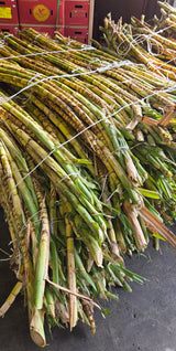 Fresh Green Sugar Cane
