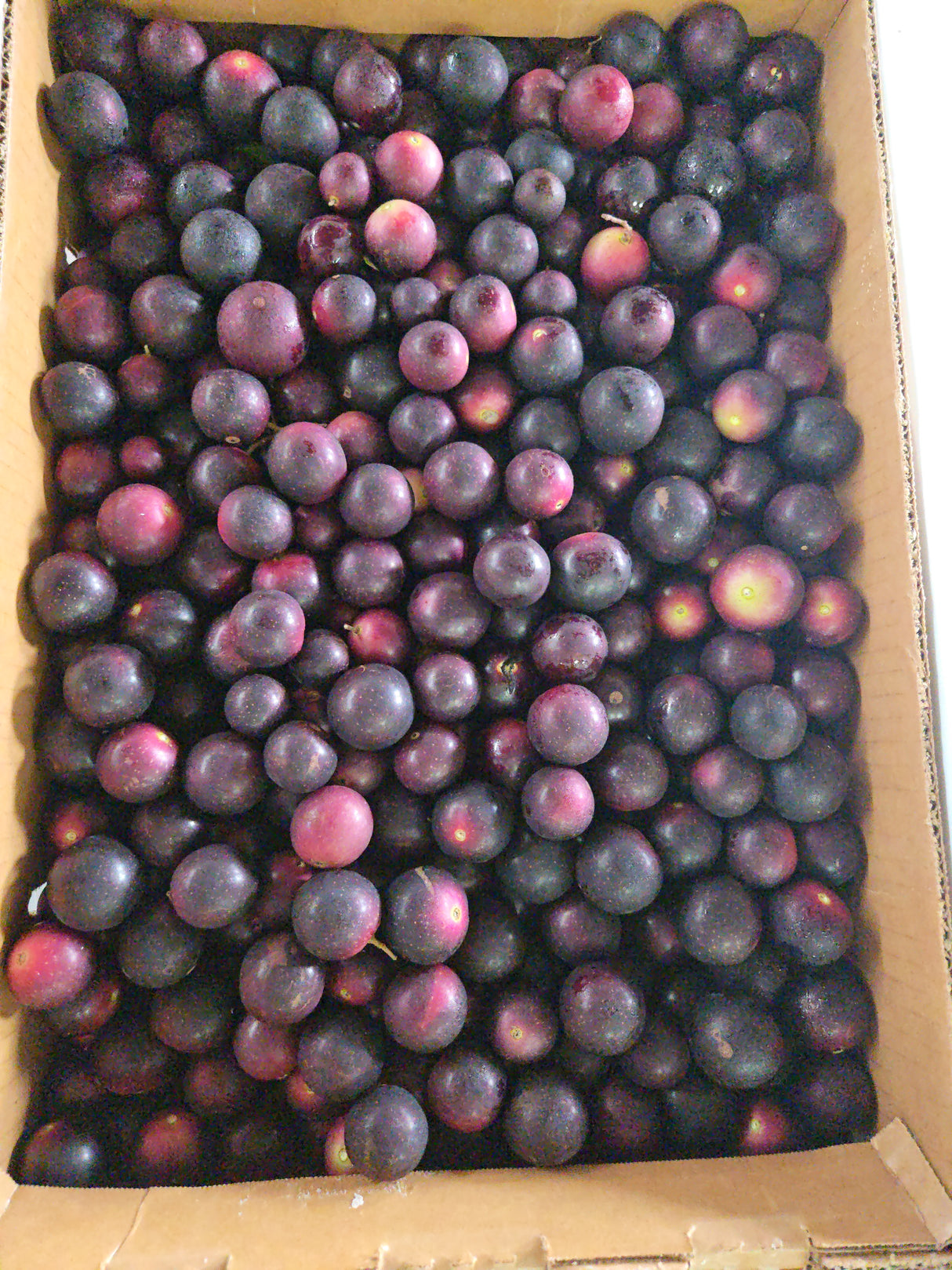 Muscadine Grape