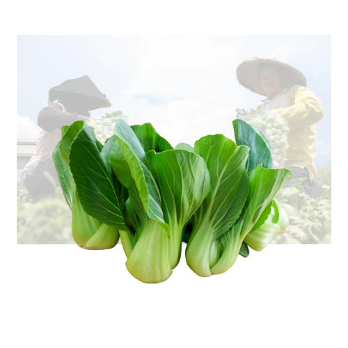 Shanghai Bokchoy