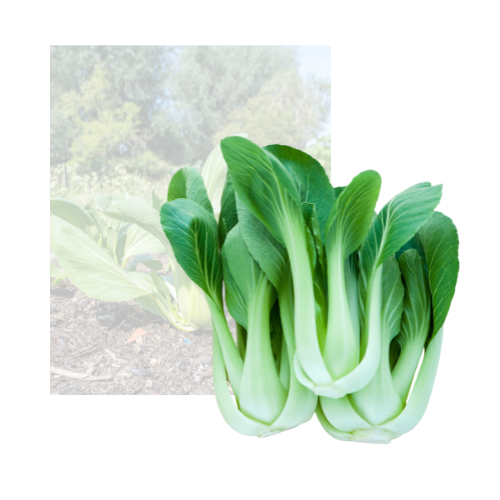 Shanghai Bokchoy Tip